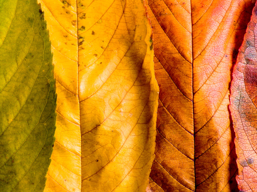 Seasonal Shedding: Understanding Hair Loss In Summer, Spring, Autumn, And Winter