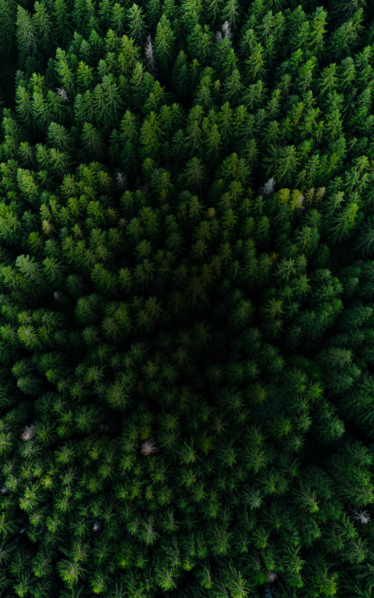 A birds eye view of a forest.